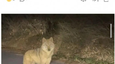 오월드 탈출한 늑구 근황 ㄷㄷ