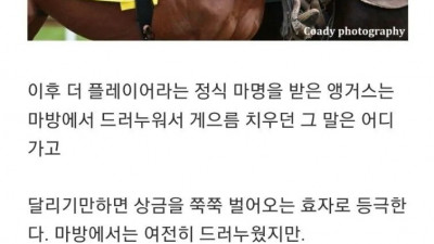 골절상을 당한 말의 최후