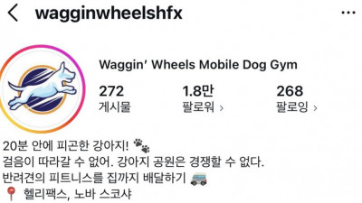 런닝머신 타면서 눈 돌아가는 강아지