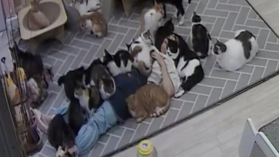고양이 쉼터에서 무려 6시간 주무신 분
