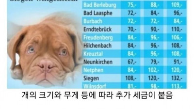 개도 세금을 내는 나라